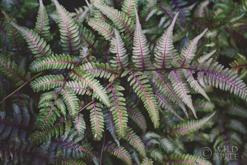 Reproduction of Funky Ferns IV by Laura Marshall - Wall Decor Art
