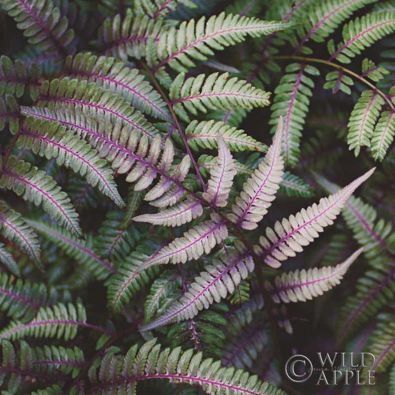 Reproduction of Funky Ferns VI by Laura Marshall - Wall Decor Art