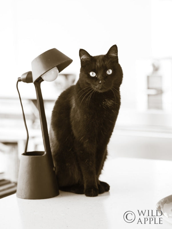 Reproduction of Lights Cat Action by Jim Dratfield - Wall Decor Art