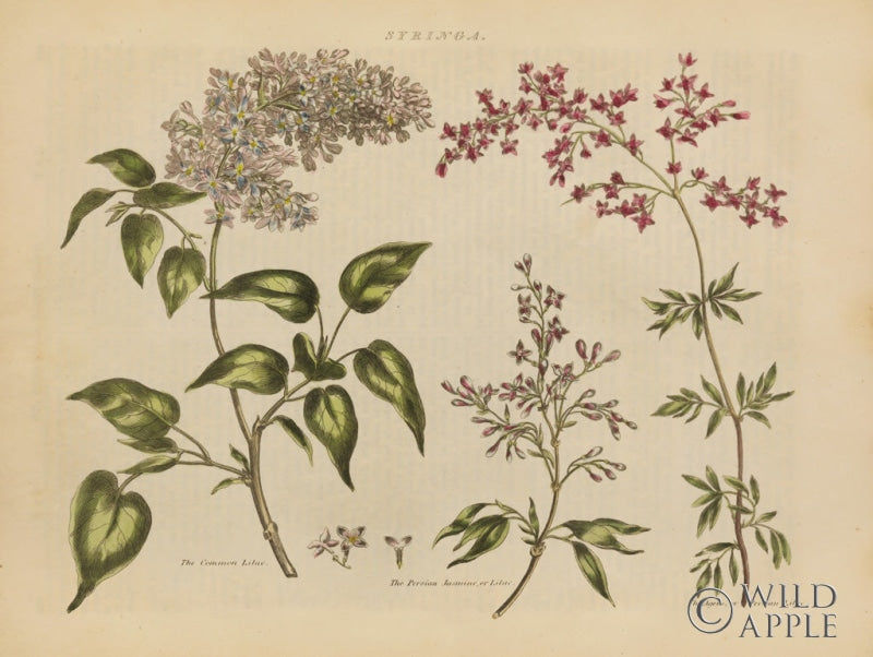 Reproduction of Herbal Botanical I by Wild Apple Portfolio - Wall Decor Art