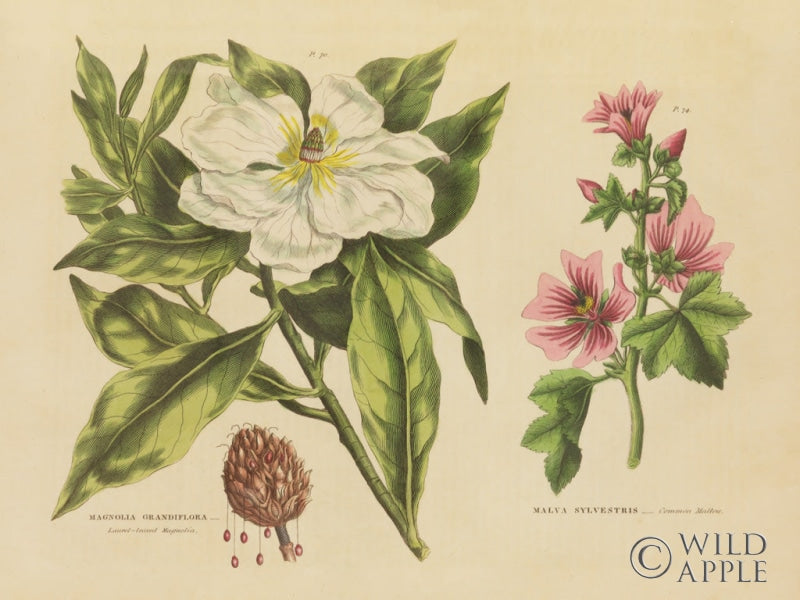 Reproduction of Herbal Botanical II by Wild Apple Portfolio - Wall Decor Art