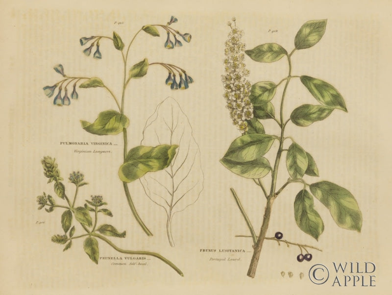 Reproduction of Herbal Botanical V by Wild Apple Portfolio - Wall Decor Art