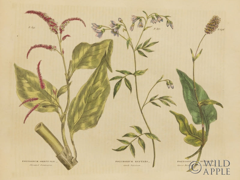 Reproduction of Herbal Botanical VI by Wild Apple Portfolio - Wall Decor Art