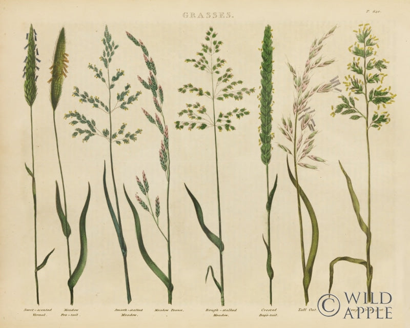 Reproduction of Herbal Botanical VII by Wild Apple Portfolio - Wall Decor Art