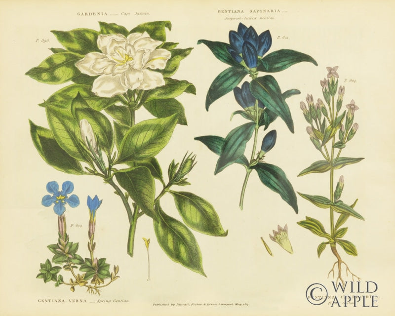 Reproduction of Herbal Botanical IX by Wild Apple Portfolio - Wall Decor Art