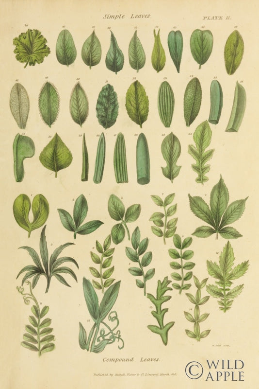 Reproduction of Herbal Botanical X by Wild Apple Portfolio - Wall Decor Art