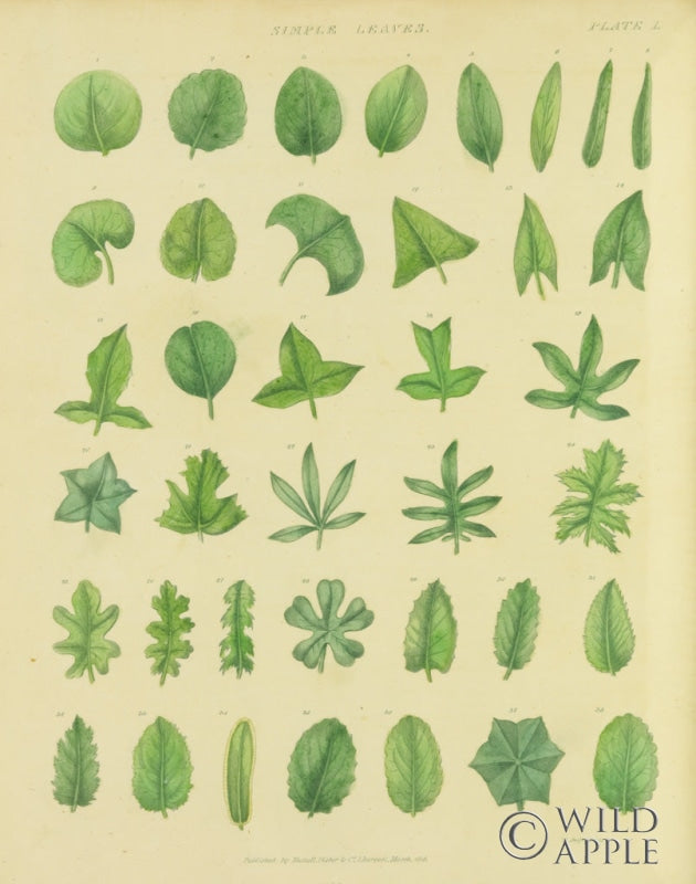 Reproduction of Herbal Botanical XII by Wild Apple Portfolio - Wall Decor Art