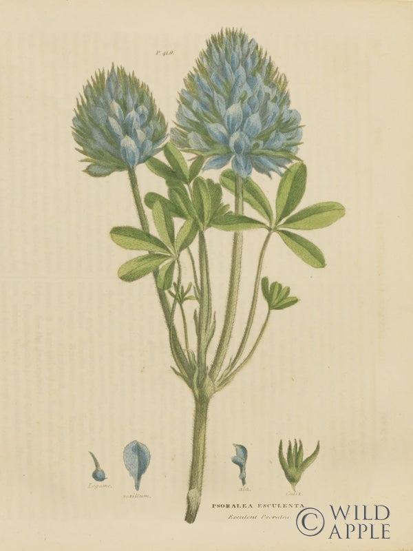 Reproduction of Herbal Botanical XV by Wild Apple Portfolio - Wall Decor Art