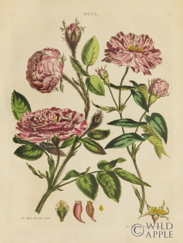 Reproduction of Herbal Botanical XVIII by Wild Apple Portfolio - Wall Decor Art