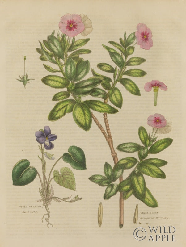 Reproduction of Herbal Botanical XIX by Wild Apple Portfolio - Wall Decor Art