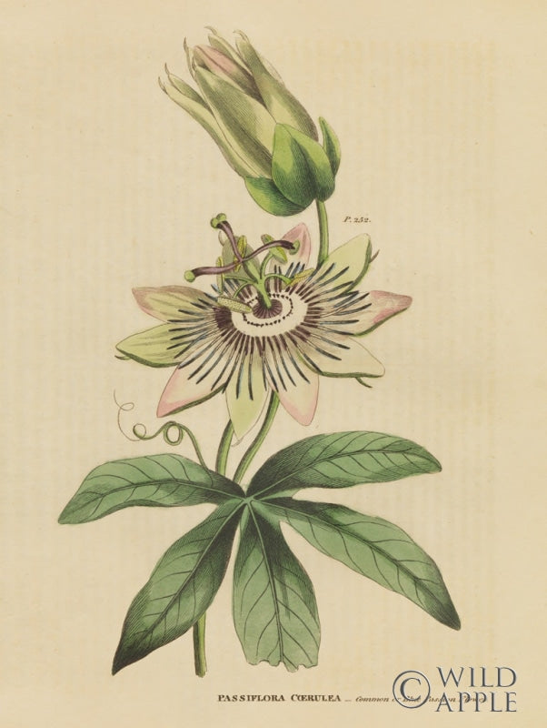 Reproduction of Herbal Botanical XXI by Wild Apple Portfolio - Wall Decor Art