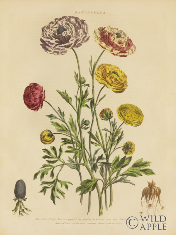 Reproduction of Herbal Botanical XXII by Wild Apple Portfolio - Wall Decor Art