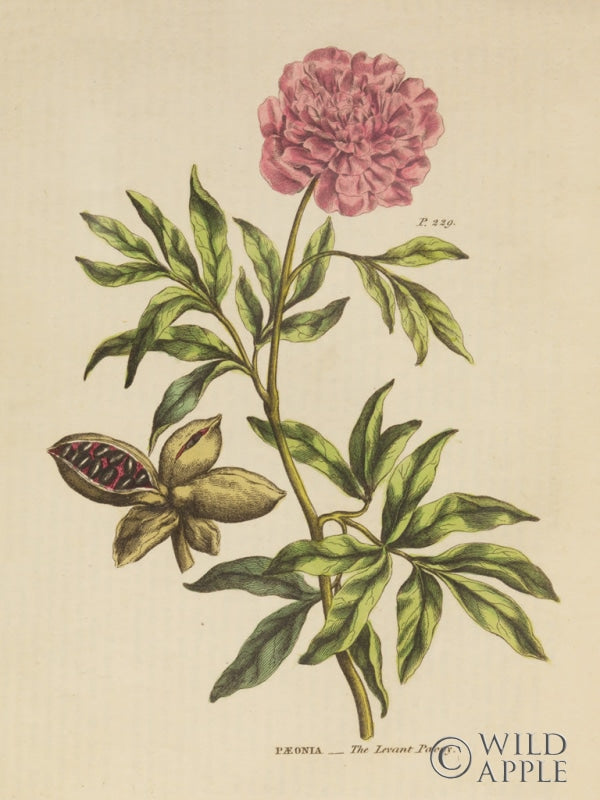 Reproduction of Herbal Botanical XXIV by Wild Apple Portfolio - Wall Decor Art