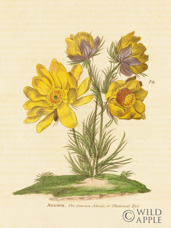 Reproduction of Herbal Botanical XXV by Wild Apple Portfolio - Wall Decor Art