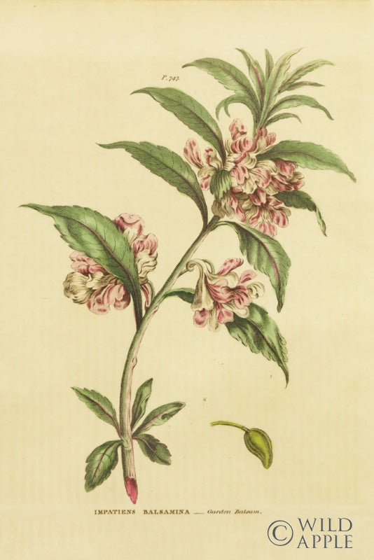 Reproduction of Herbal Botanical XXVI by Wild Apple Portfolio - Wall Decor Art
