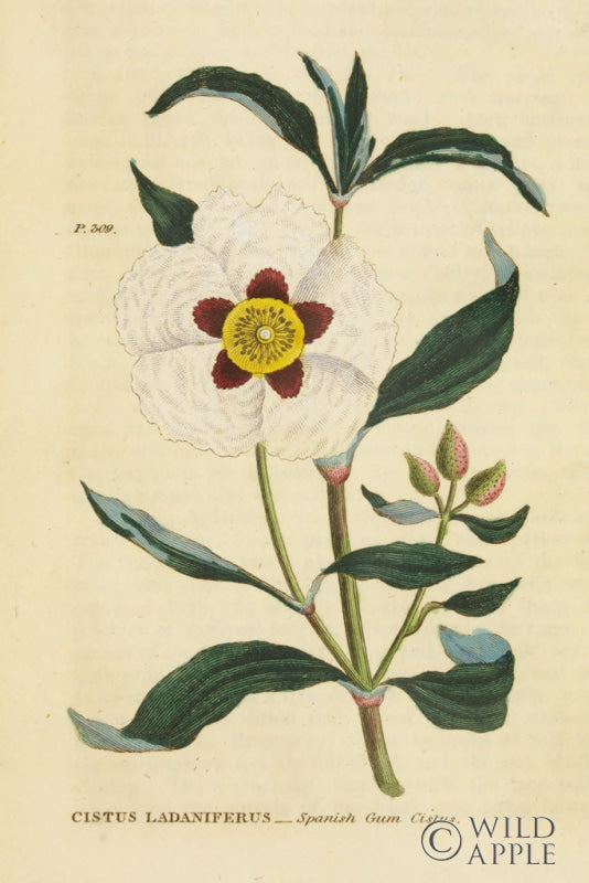 Reproduction of Herbal Botanical XXVII by Wild Apple Portfolio - Wall Decor Art