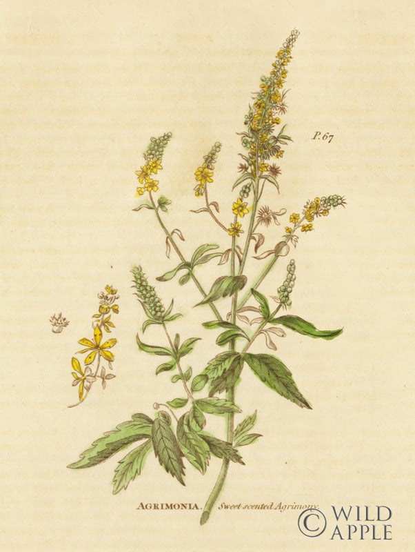 Reproduction of Herbal Botanical XXX by Wild Apple Portfolio - Wall Decor Art