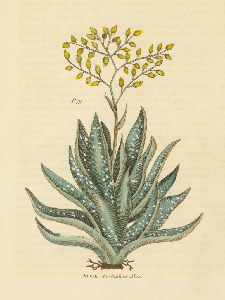 Reproduction of Herbal Botanical XXXI by Wild Apple Portfolio - Wall Decor Art