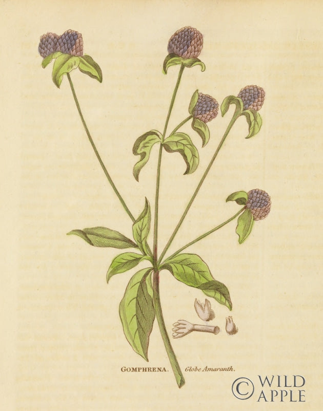 Reproduction of Herbal Botanical XXXII by Wild Apple Portfolio - Wall Decor Art