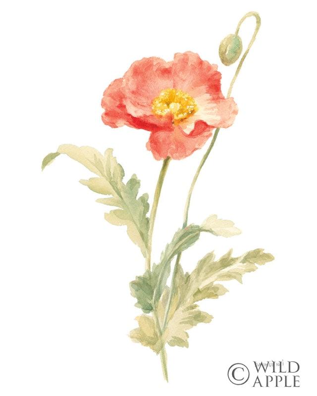 Reproduction of Floursack Florals on White IV by Danhui Nai - Wall Decor Art