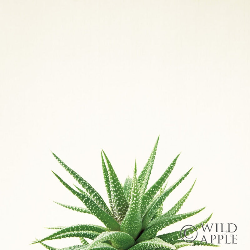 Reproduction of Succulent Simplicity I Neutral by Felicity Bradley - Wall Decor Art
