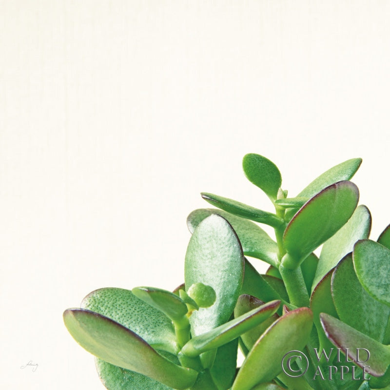 Reproduction of Succulent Simplicity IV Neutral by Felicity Bradley - Wall Decor Art