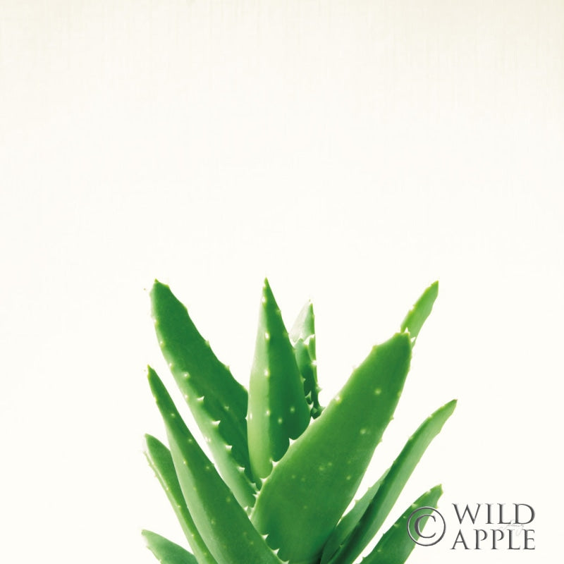 Reproduction of Succulent Simplicity V Neutral by Felicity Bradley - Wall Decor Art