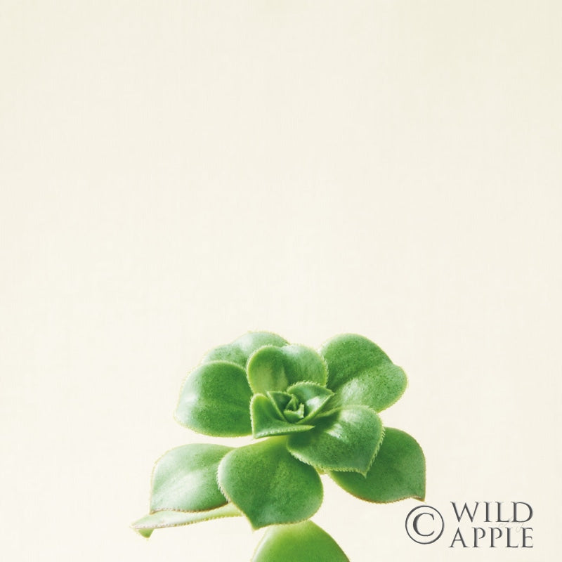 Reproduction of Succulent Simplicity VII Neutral by Felicity Bradley - Wall Decor Art