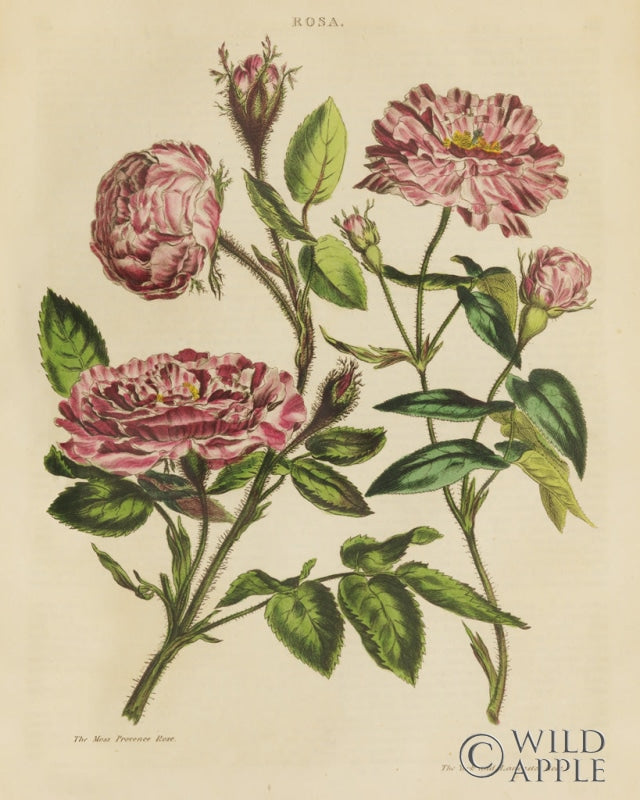 Reproduction of Herbal Botany XVIII v2 Crop by Wild Apple Portfolio - Wall Decor Art