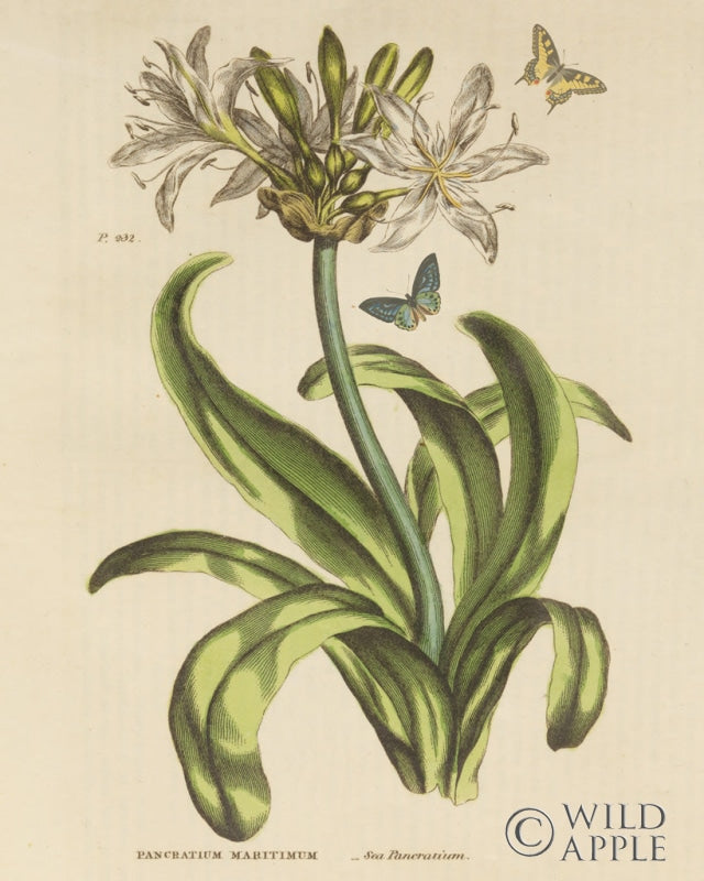 Reproduction of Herbal Botany XX Butterfly Crop by Wild Apple Portfolio - Wall Decor Art