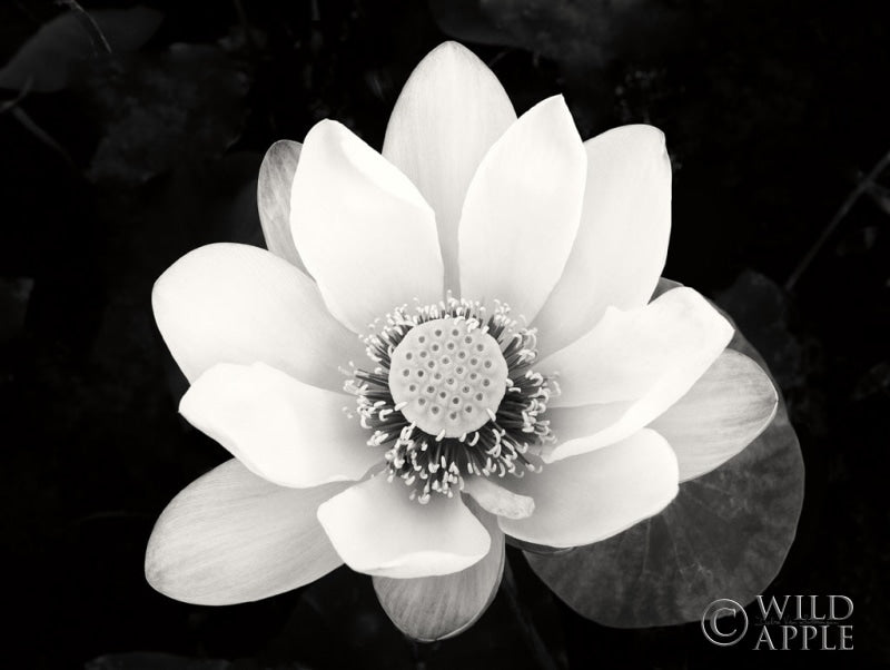 Reproduction of Lotus Flower II v2 by Debra Van Swearingen - Wall Decor Art