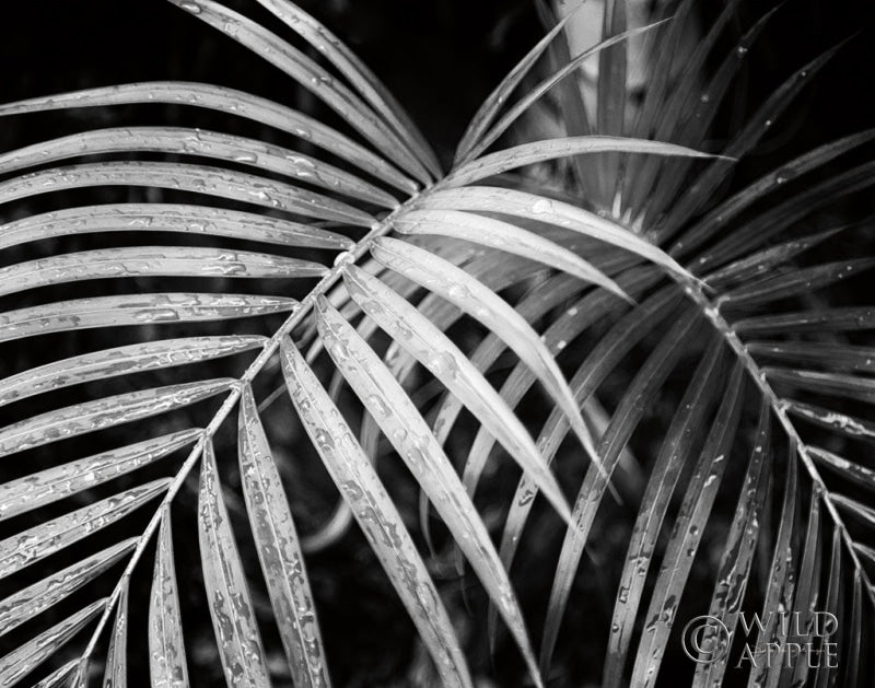 Reproduction of Palm Fronds Crop by Debra Van Swearingen - Wall Decor Art