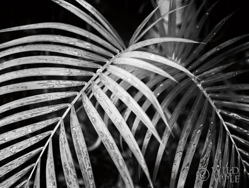 Reproduction of Palm Fronds by Debra Van Swearingen - Wall Decor Art