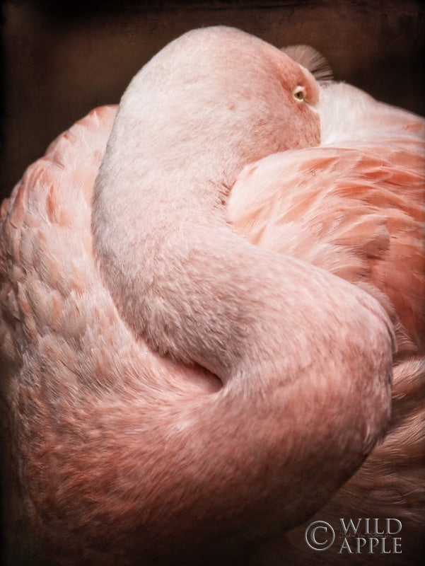Reproduction of Chilean Flamingo I by Debra Van Swearingen - Wall Decor Art