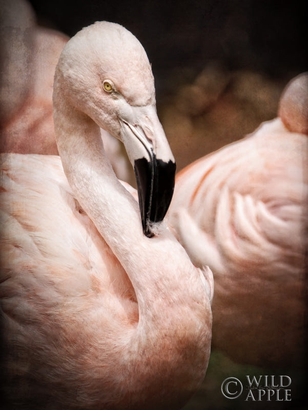 Reproduction of Chilean Flamingo II by Debra Van Swearingen - Wall Decor Art