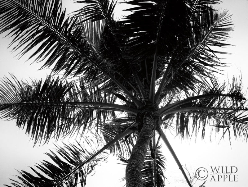 Reproduction of Palm Tree Looking Up III by Debra Van Swearingen - Wall Decor Art