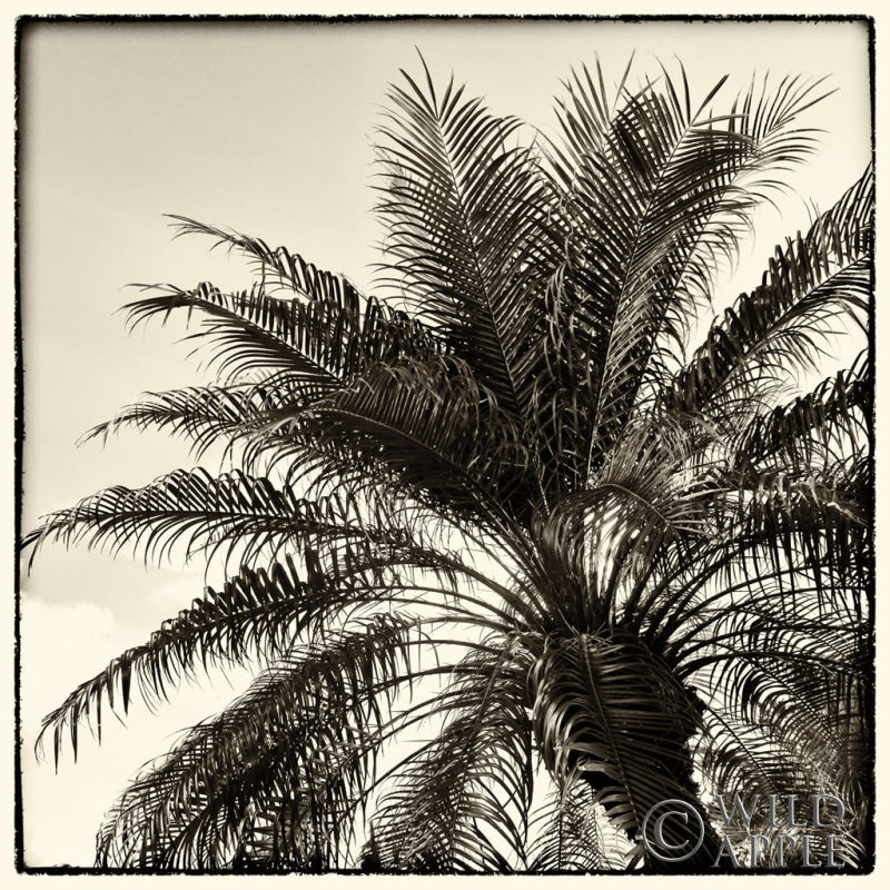 Reproduction of Palm Tree Sepia I by Debra Van Swearingen - Wall Decor Art