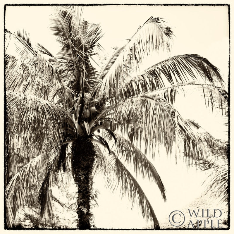 Reproduction of Palm Tree Sepia III by Debra Van Swearingen - Wall Decor Art