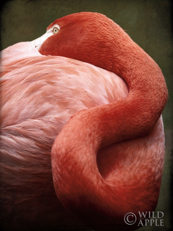 Reproduction of Caribbean Flamingo I by Debra Van Swearingen - Wall Decor Art