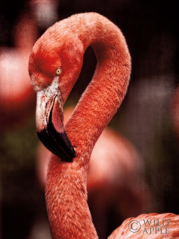 Reproduction of Caribbean Flamingo II by Debra Van Swearingen - Wall Decor Art