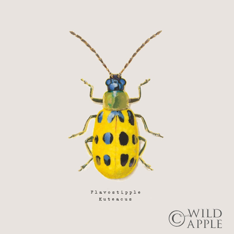 Reproduction of Adorning Coleoptera VII Sq Golden by James Wiens - Wall Decor Art