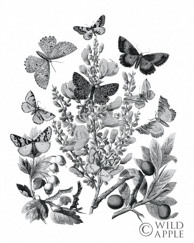 Reproduction of Butterfly Bouquet II Linen BW II by Wild Apple Portfolio - Wall Decor Art