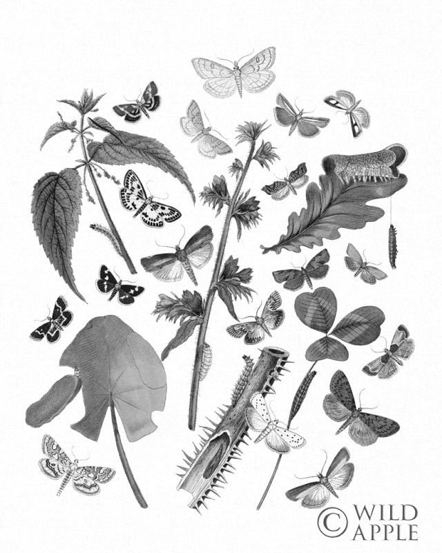 Reproduction of Butterfly Bouquet III Linen BW III by Wild Apple Portfolio - Wall Decor Art