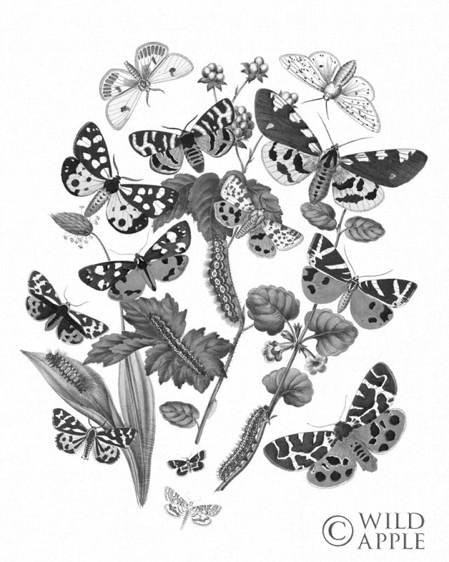 Reproduction of Butterfly Bouquet IV Linen BW IV by Wild Apple Portfolio - Wall Decor Art