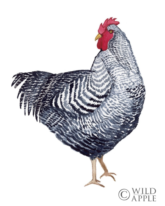 Reproduction of Life on the Farm Chicken Element I by Kathleen Parr McKenna - Wall Decor Art