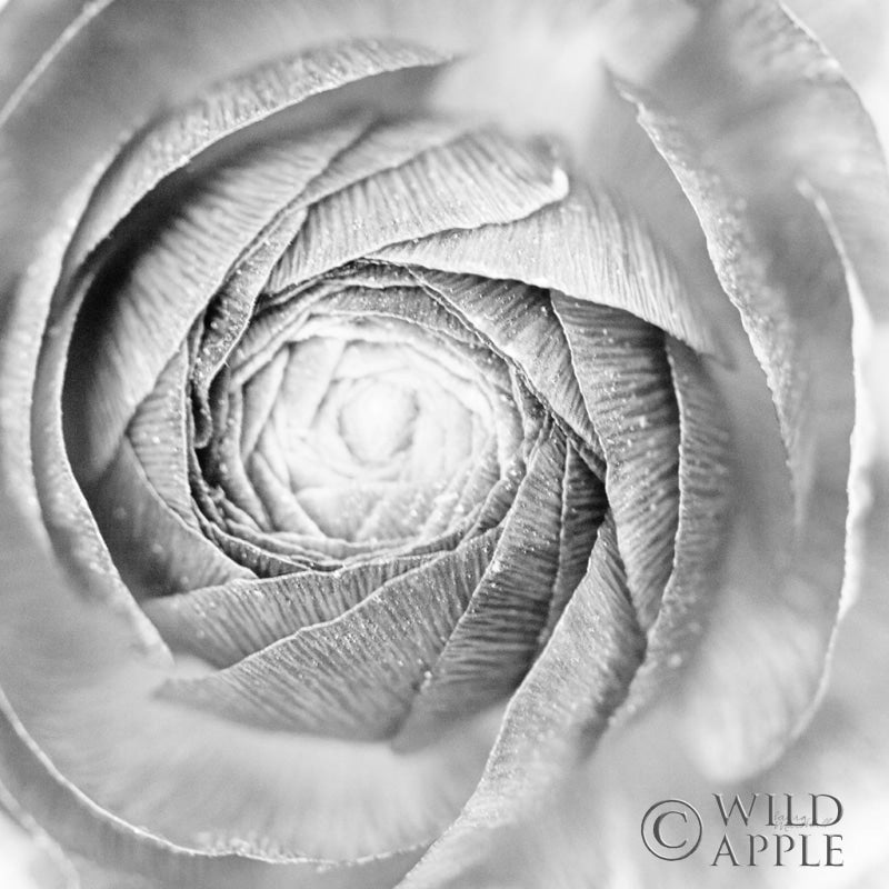 Reproduction of Ranunculus Abstract I BW Light by Laura Marshall - Wall Decor Art