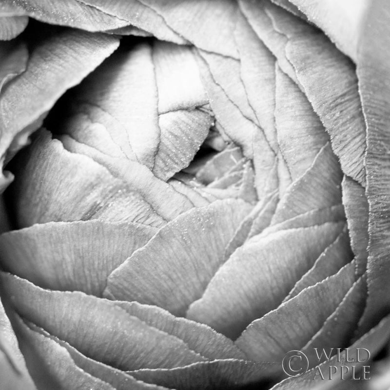 Reproduction of Ranunculus Abstract III BW Light by Laura Marshall - Wall Decor Art