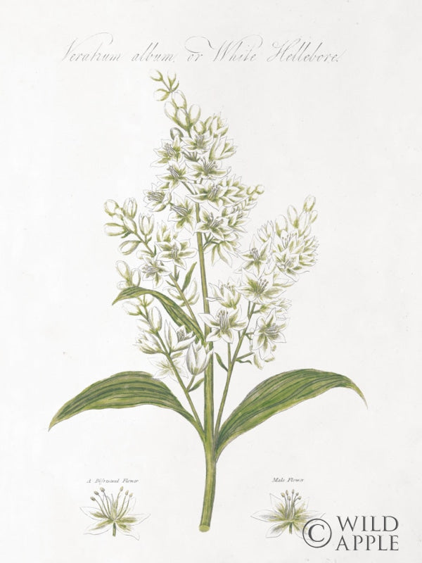 Reproduction of Botany Book XI White Green by Wild Apple Portfolio - Wall Decor Art