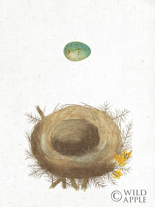 Reproduction of Spring Nest I by Moira Hershey - Wall Decor Art