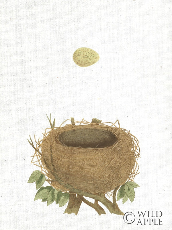 Reproduction of Spring Nest II by Moira Hershey - Wall Decor Art